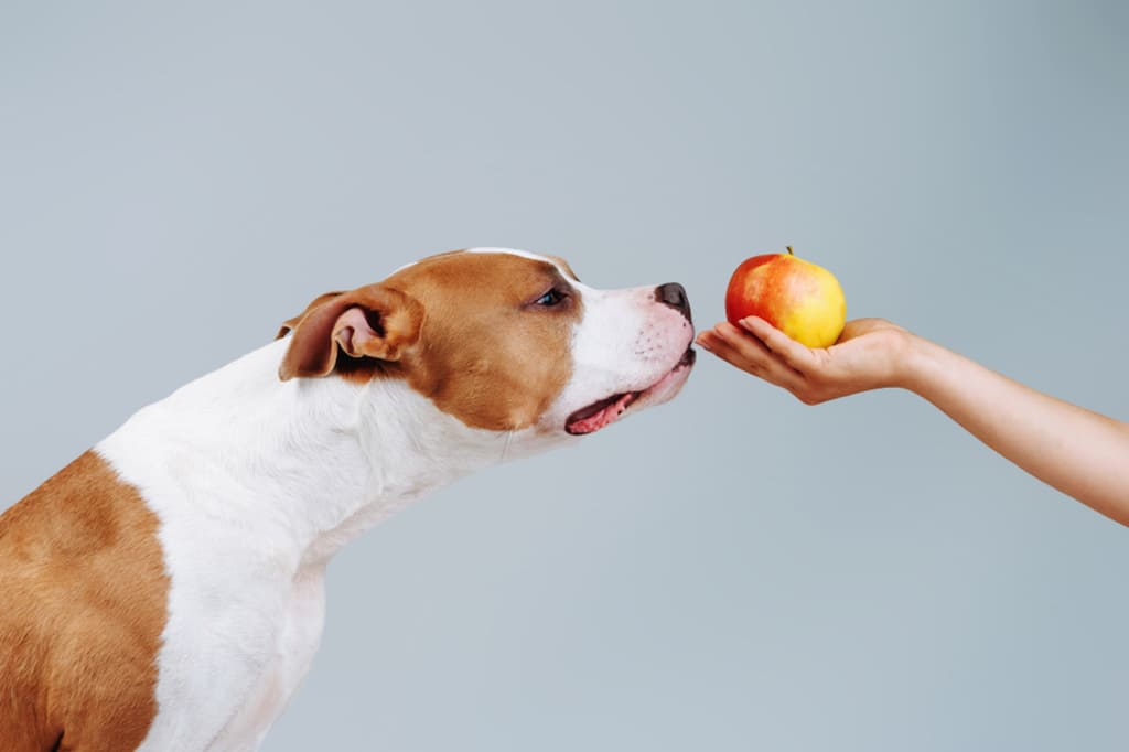 How to Feed Apple to Dogs