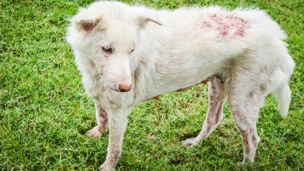 Is Pyoderma Contagious for dogs