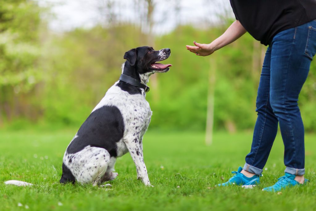 Pet Training and Awareness