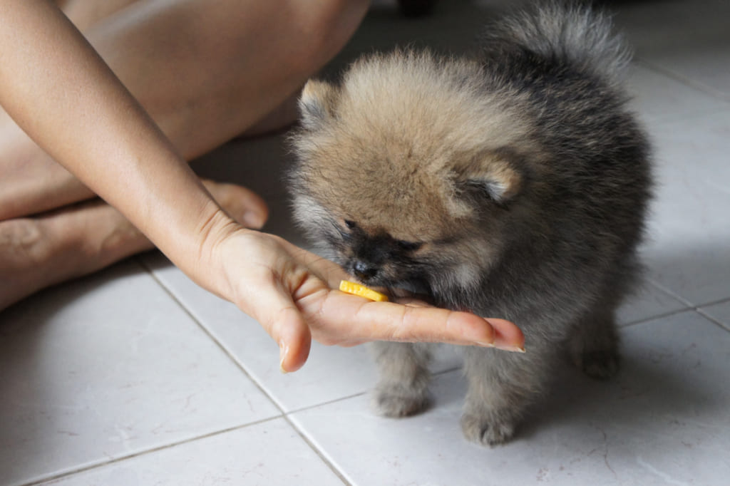 Pomeranian Dog Eating Mango