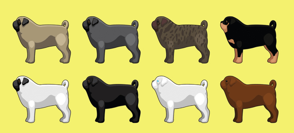 Pug Colors and Coat Type