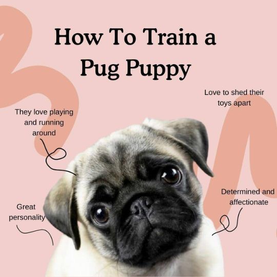 Pug Dog Behavior and Training