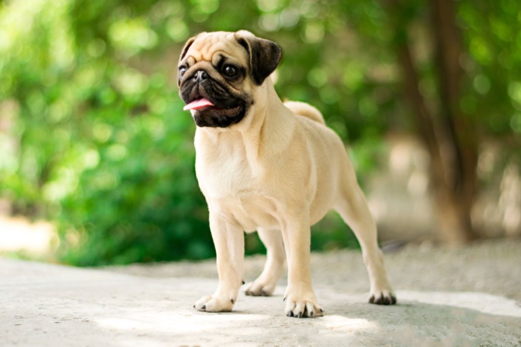 Pug Dog Breed Overview