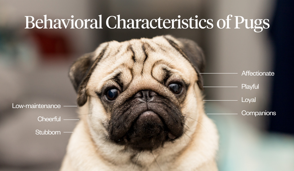 Pug Dog Characteristics and Temperament