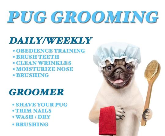Pug Dog Grooming Needs