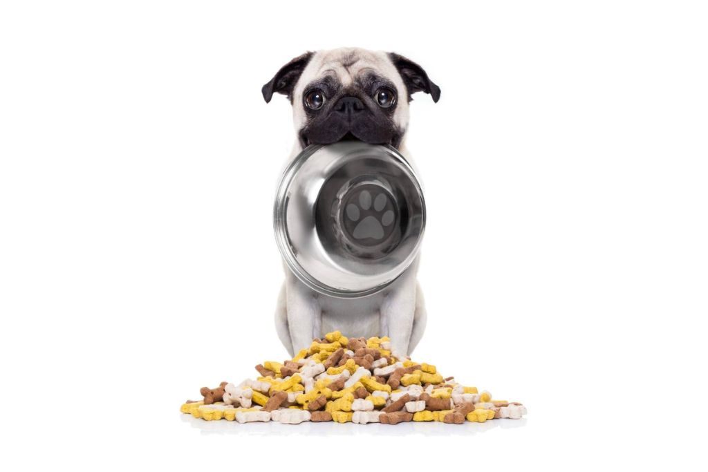 Pug Dog Health and Nutrition