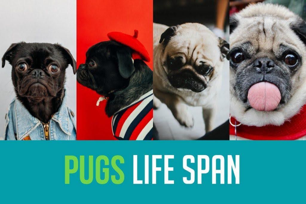 Pug Dog Life Span