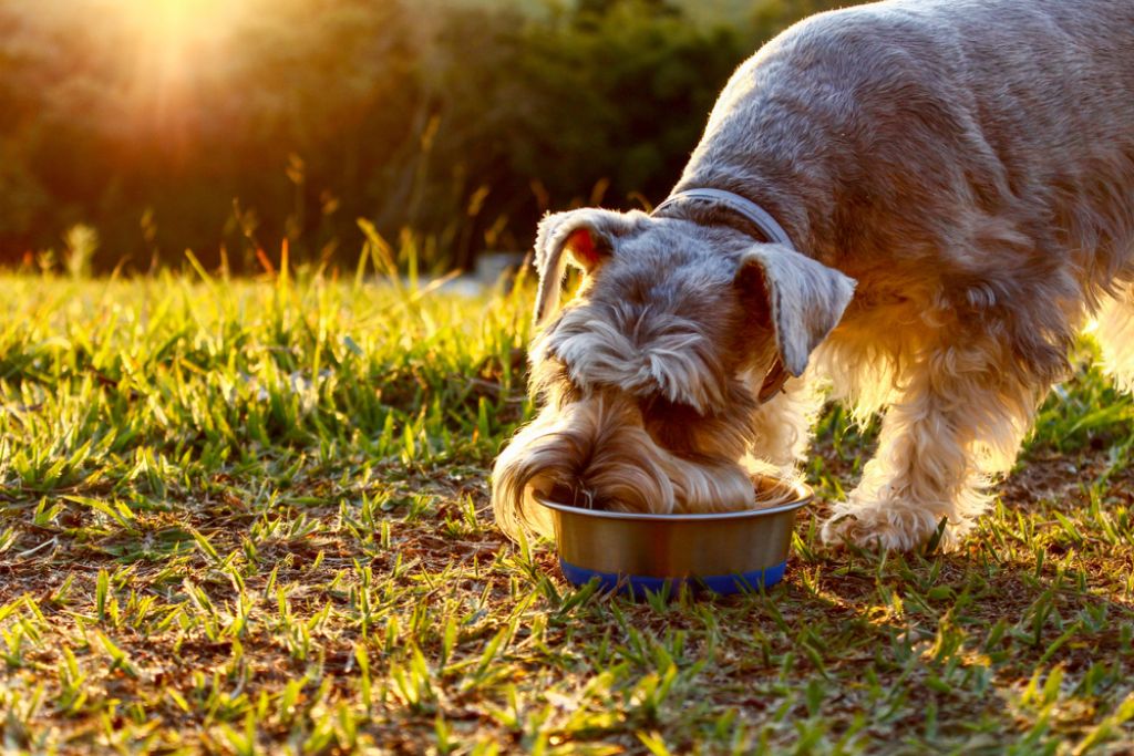 Schnauzer Dog Health and Nutrition