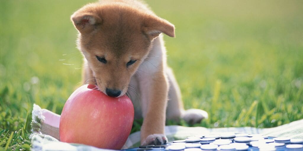Small Dog Eating Apple