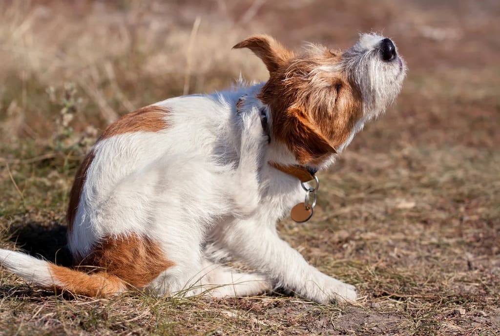 Symptoms of Pyoderma in Dogs