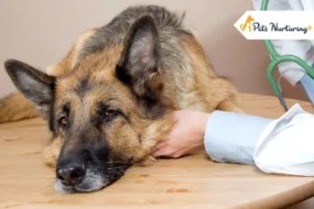 Vestibular Disease in Dogs Symptoms