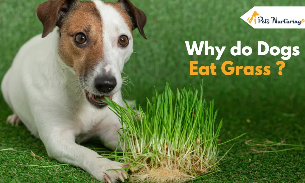 Why do Dogs Eat Grass