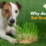 Why do Dogs Eat Grass