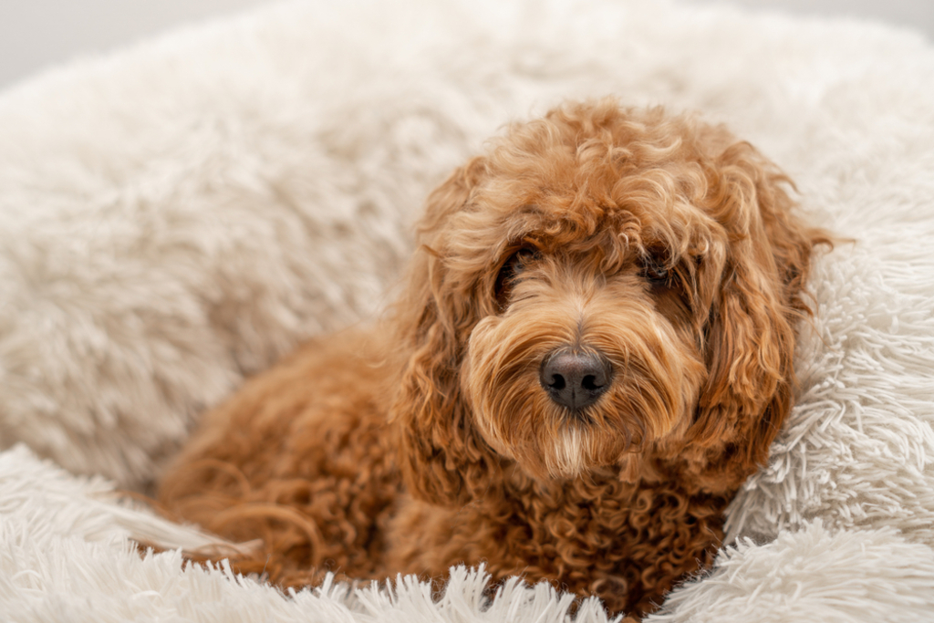 Health Problems in Cavapoos