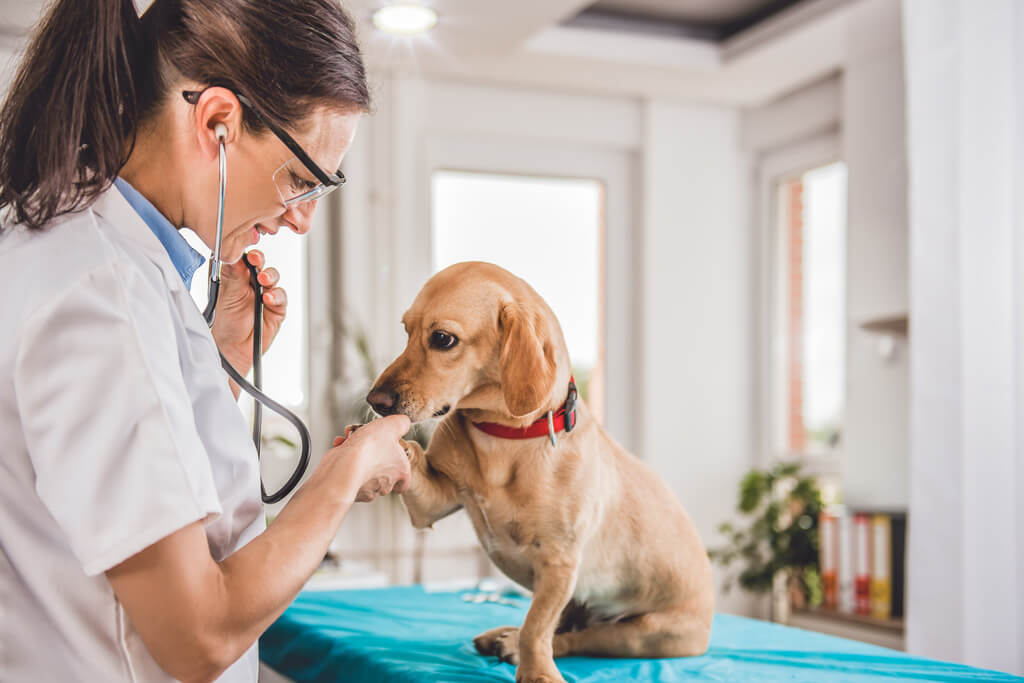 veterinary for dog