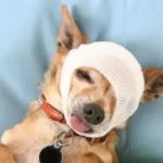 Head Injuries in Dog Attacks