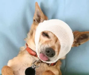 Head Injuries in Dog Attacks