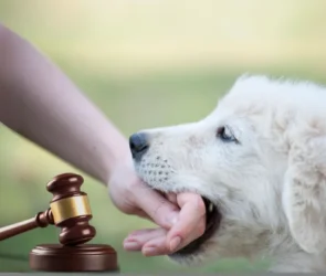 Texas Dog Bite Laws