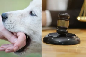 Dog Bite Laws One Bite Rule vs. Strict Liability