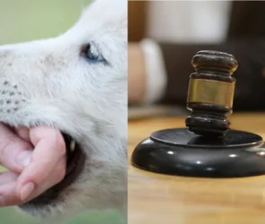 Dog Bite Laws One Bite Rule vs. Strict Liability