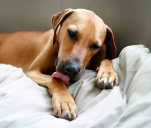 Reasons why dogs lick their paw