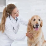 pet emergency