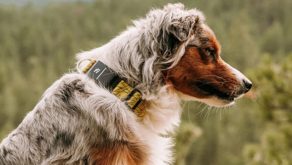 Benefits of Using a GPS Dog Collar Fence