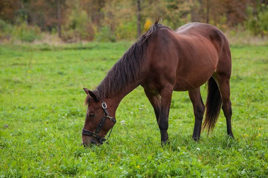Digestive problem in horses