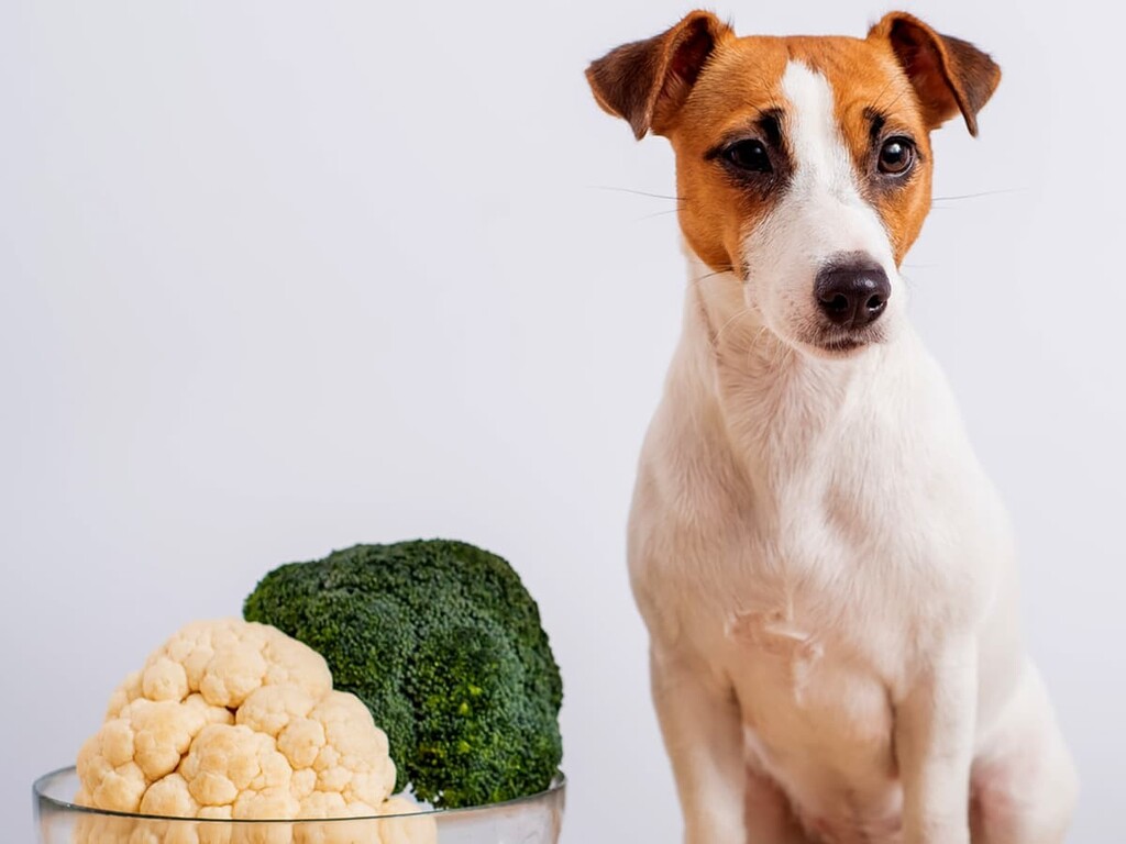 Dog eating Cauliflower