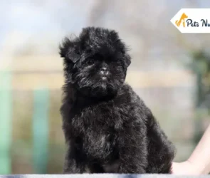 Affenpinscher Dog