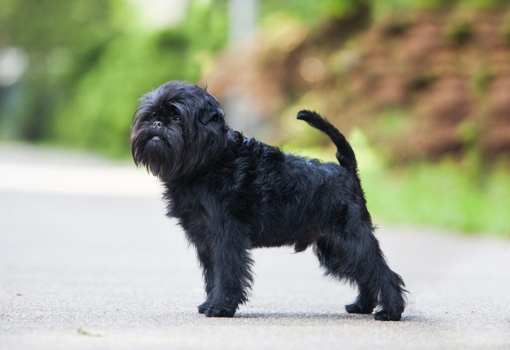 Affenpinscher Dog Breed