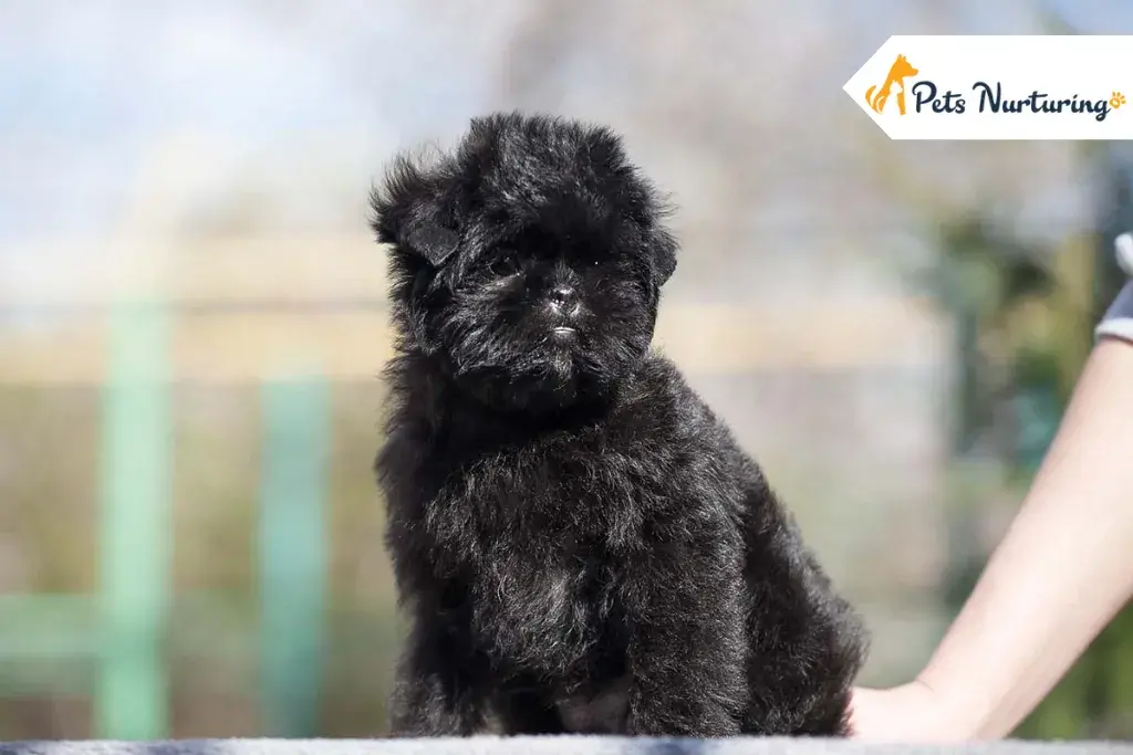 Affenpinscher Dog