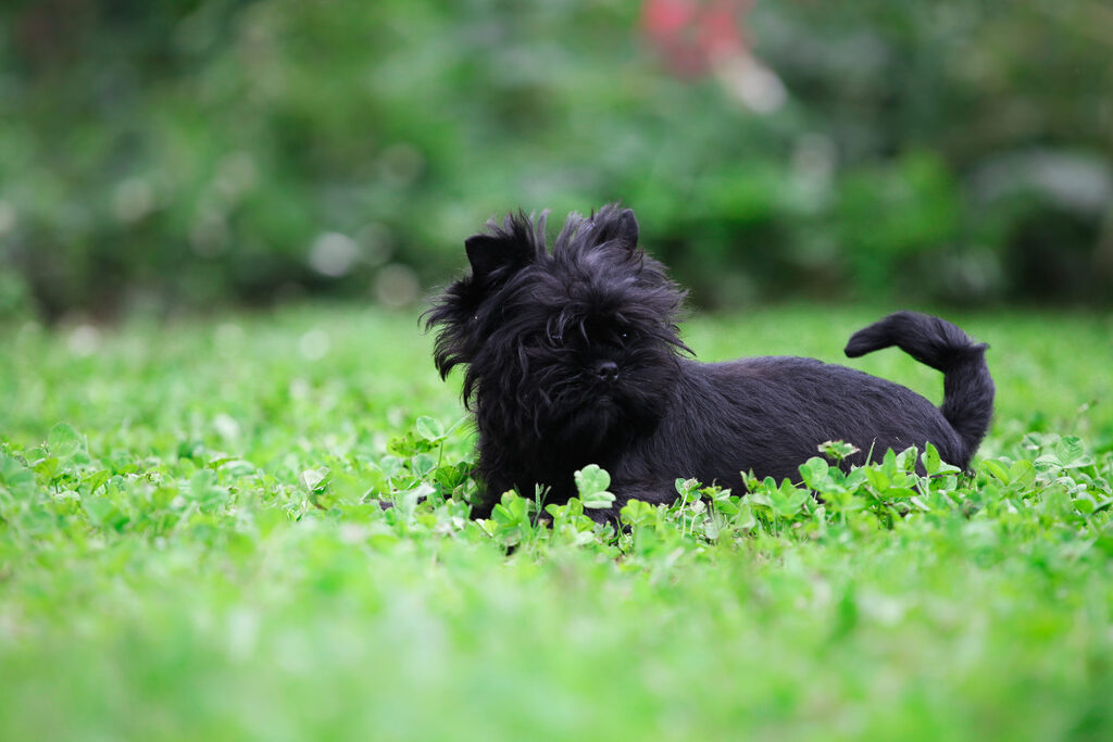 Black Affenpinscher Dog