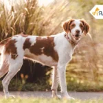 Brittany Spaniel Dog Breed