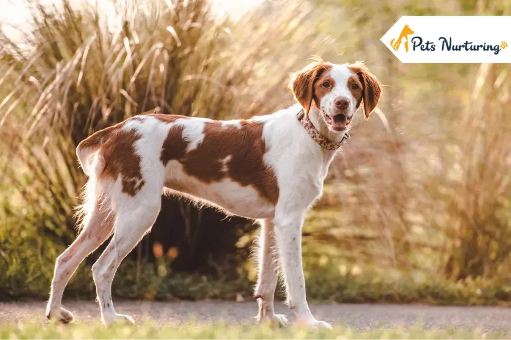 Brittany Spaniel Dog Breed