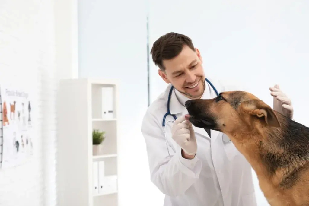 Ehrlichiosis in Dogs