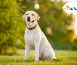 Labrador Retriever Dog Breeds