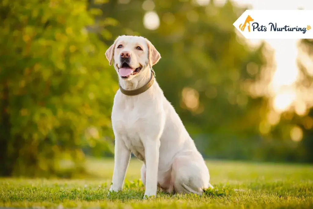 Labrador Retriever Dog Breeds