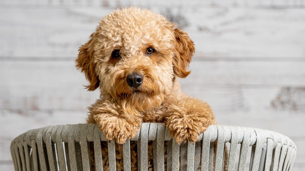 Mini Goldendoodle