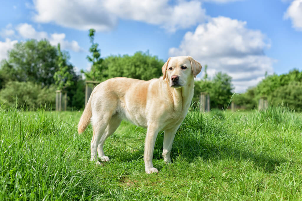 White Labrador Retriever Dog