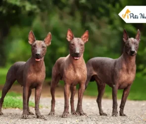 Xoloitzcuintli Dog Breed