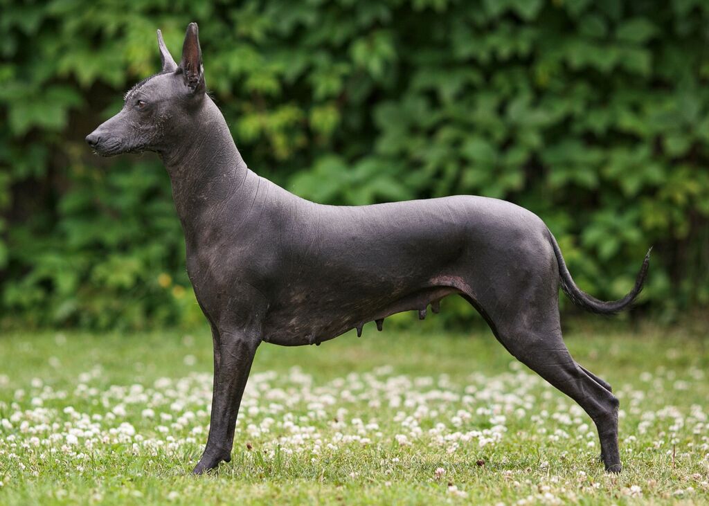 Xoloitzcuintli Dogs