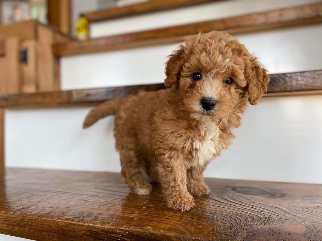 small scale goldendoodle