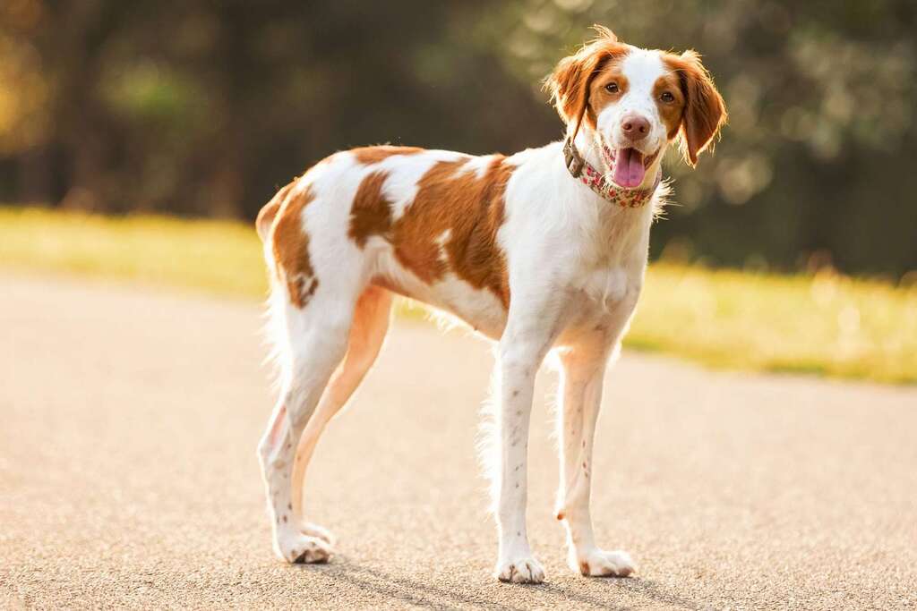 white and brown Brittany Spaniel dog