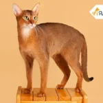 Abyssinian Cat Breed