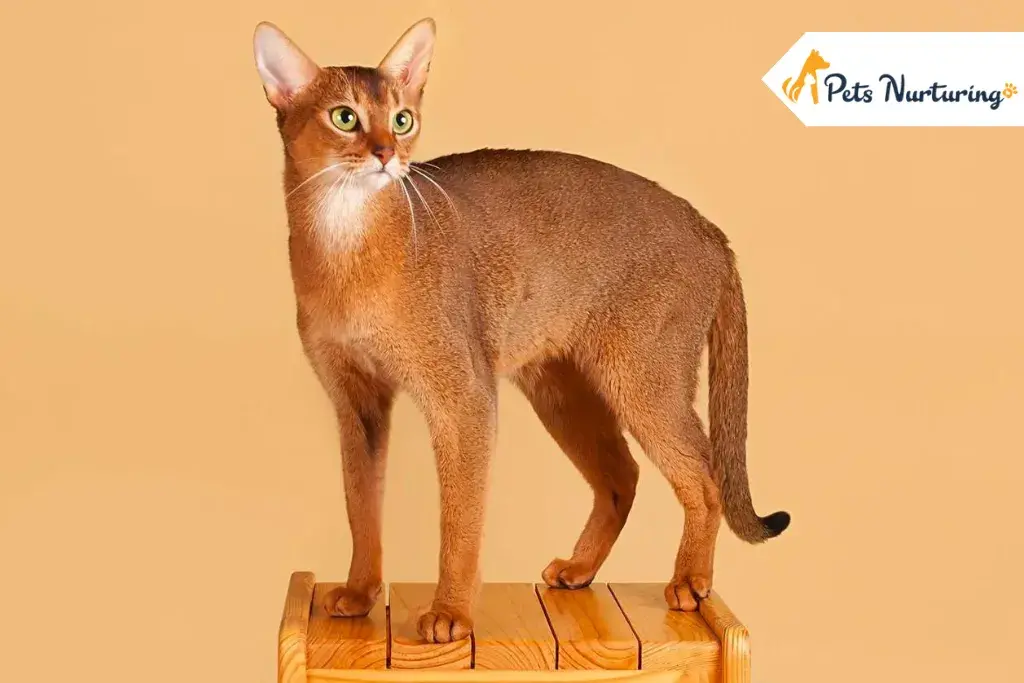 Abyssinian Cat Breed