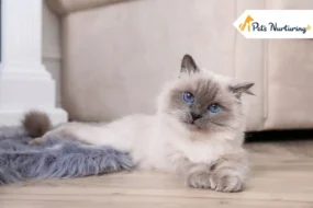 Birman Cat Breed