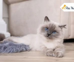 Birman Cat Breed