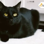 Bombay Cat Breed