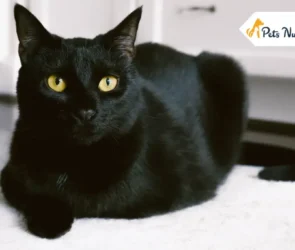 Bombay Cat Breed